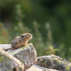 Pika Picture | Wildlife Photo Print | Cute Pika Wall Art