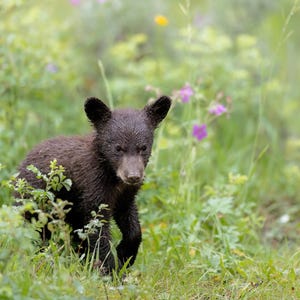 Baby Black Bear Cub - Montana Wildflowers - Yellowstone National Park - Wyoming -Grand Teton - Gift for Animals Lovers - Cute Baby Animals