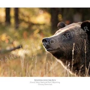 Grizzly Bear 12x24 Photo Print | Grizzly Bear Smiles in Grand Teton National Park | Gift for Bear & Animal Lovers | Panorama Wildlife Print