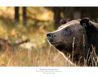 Grizzly Bear 12x24 Photo Print | Grizzly Bear Smiles in Grand Teton National Park | Gift for Bear & Animal Lovers | Panorama Wildlife Print