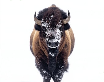 Snowy Bison Print | Western Art | Buffalo Photo Print | Rustic Decor | Wildlife Fine Art Photography | Great Plains | Western Americana