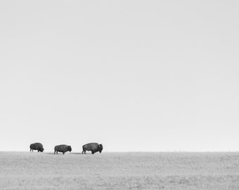 Minimalist Bison Print | Western Art | Buffalo Photo Print | Rustic Decor | Wildlife Fine Art Photography | Great Plains | Western Americana