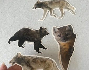 Wildlife Donation Sticker |  Brown Bear Sticker | Grizzly Bear Sticker | Pine Marten Sticker | Gray Wolf Sticker Wildlife Photography