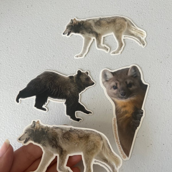 Wildlife Donation Sticker |  Brown Bear Sticker | Grizzly Bear Sticker | Pine Marten Sticker | Gray Wolf Sticker Wildlife Photography