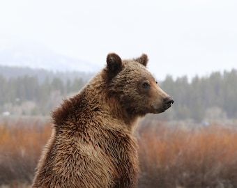 May include: A brown grizzly bear in a natural setting, viewed in close-up. The bear's fur is thick and textured. The background shows a blurred landscape of trees and foliage, suggesting a woodland environment.