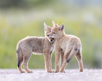 Baby Coyote Puppies - Yellowstone National Park - Grand Teton - Jackson Wyoming - Gift for Animals Lovers - Cute Baby Animals - Coyote Art