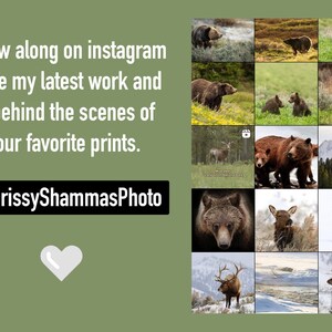 May include: A collage of images featuring wildlife in a natural setting. The images include bears, elk, wolves, and deer. The text "Follow along on instagram to see my latest work and go behind the scenes of your favorite prints. @ChrissyShammasPhoto" is displayed on the left side of the image.
