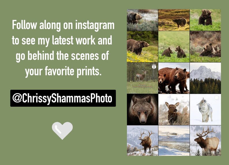May include: A collage of images featuring wildlife in a natural setting. The images include bears, elk, wolves, and deer. The text "Follow along on instagram to see my latest work and go behind the scenes of your favorite prints. @ChrissyShammasPhoto" is displayed on the left side of the image.