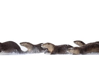 River Otters 12x24 Panoramic Photo Print | River Otters in Snow Grand Teton National Park | Family of Otters | Winter Wildlife Picture