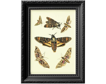 Death moth halloween gothic home decor , entomology moth art print, silence ot the lambs inspired moth poster 0045