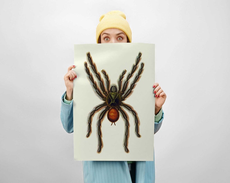 Pinktoe Tarantula vintage spider poster, historia natural atlas arácnidos ilustración, espeluznante horror art print décor 0037 imagen 6