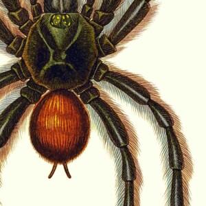 Puede incluir: Primer plano de una tar&aacute;ntula marr&oacute;n y negra con patas peludas y un cefalot&oacute;rax verde. La ara&ntilde;a tiene un abdomen rojo con una punta puntiaguda.