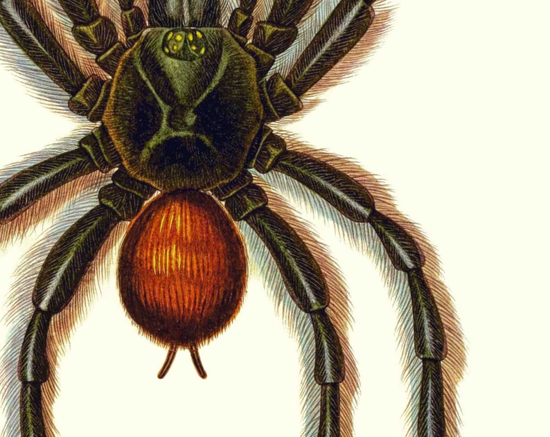 Puede incluir: Primer plano de una tar&aacute;ntula marr&oacute;n y negra con patas peludas y un cefalot&oacute;rax verde. La ara&ntilde;a tiene un abdomen rojo con una punta puntiaguda.