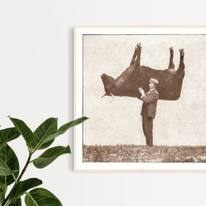 Pode incluir: Uma fotografia vintage em preto e branco de um homem segurando uma vaca de cabe&ccedil;a para baixo.