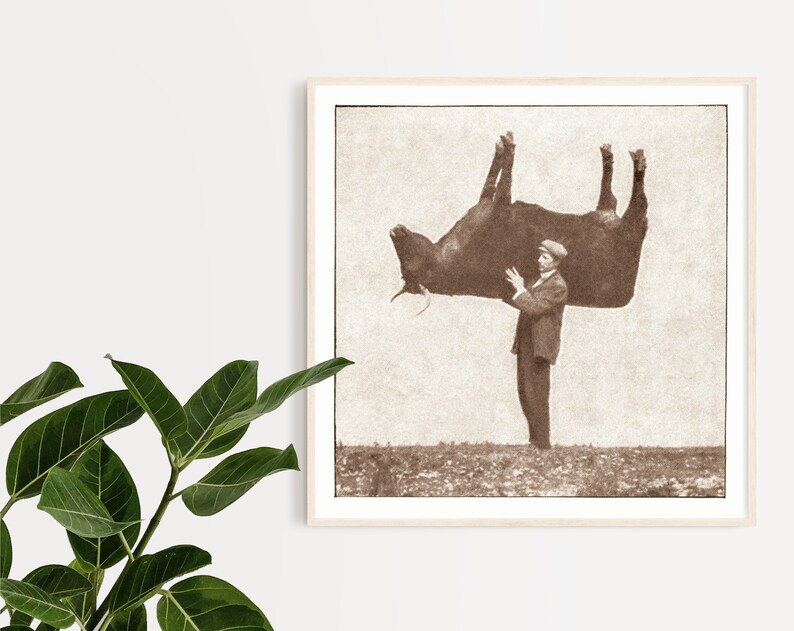 Pode incluir: Uma fotografia vintage em preto e branco de um homem segurando uma vaca de cabe&ccedil;a para baixo.