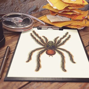 Puede incluir: Una ilustraci&oacute;n detallada de una ara&ntilde;a tar&aacute;ntula con un cuerpo marr&oacute;n y patas negras sobre un fondo blanco. La ara&ntilde;a est&aacute; dibujada con detalles intrincados, incluyendo los pelos en sus patas y los ojos en su cabeza.