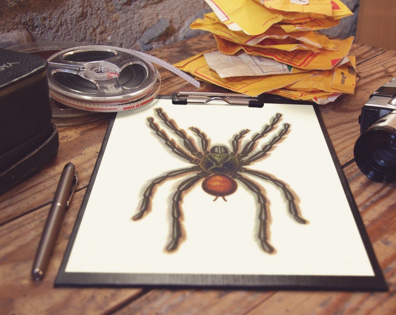 Puede incluir: Una ilustraci&oacute;n detallada de una ara&ntilde;a tar&aacute;ntula con un cuerpo marr&oacute;n y patas negras sobre un fondo blanco. La ara&ntilde;a est&aacute; dibujada con detalles intrincados, incluyendo los pelos en sus patas y los ojos en su cabeza.