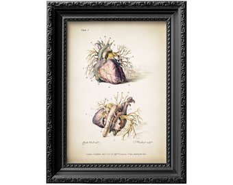 Vintage anatomical engraving of a human heart arteries. Unframed reproduction poster of a vintage anatomical heart medical illustration 0008