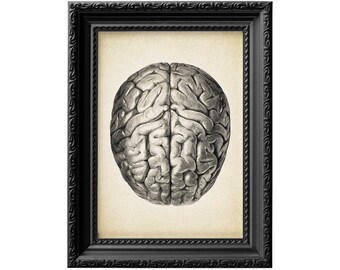Arte de pared sobre el cerebro / Regalo para estudiantes de medicina / Póster de anatomía / Arte médico / Póster del cerebro / Arte de neurociencia / Decoración de pared de oficina 0040