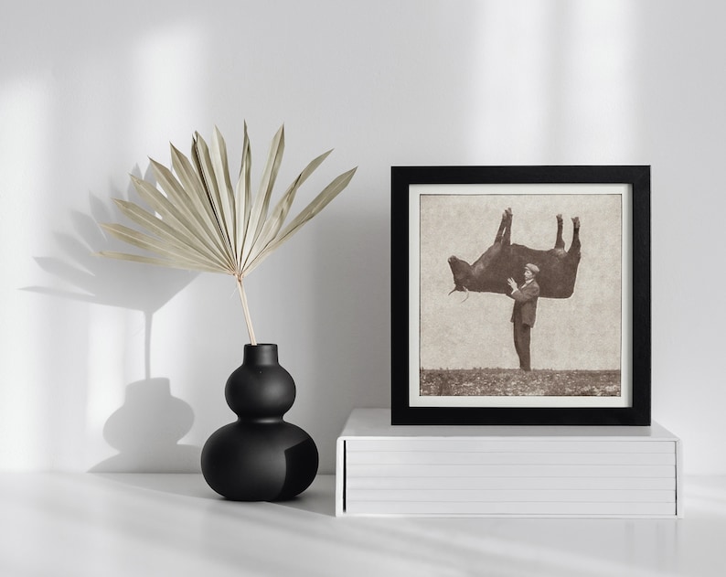 Pode incluir: Uma fotografia vintage em preto e branco de um homem segurando uma vaca de cabe&ccedil;a para baixo. A foto est&aacute; emoldurada em uma moldura preta e &eacute; exibida em uma prateleira branca.