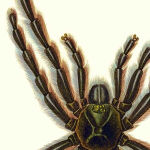 Puede incluir: Primer plano de una tar&aacute;ntula con patas peludas y un cuerpo verde oscuro. La ara&ntilde;a tiene ocho patas y dos ojos grandes.