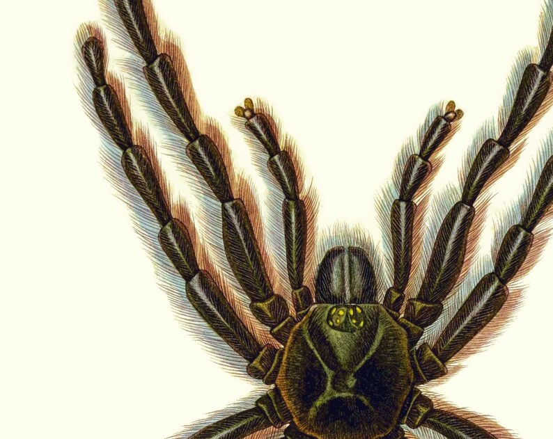 Puede incluir: Primer plano de una tar&aacute;ntula con patas peludas y un cuerpo verde oscuro. La ara&ntilde;a tiene ocho patas y dos ojos grandes.