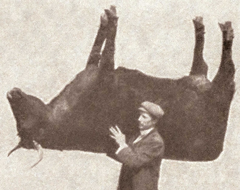 Pode incluir: Uma fotografia preto e branco de um homem segurando um touro grande de cabe&ccedil;a para baixo.