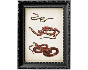 Natural history vintage snakes illustration wall art poster print on gallery quality fine art 300gsm satin paper 0058