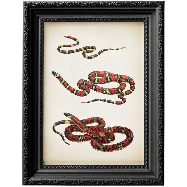 Natural history vintage snakes illustration wall art poster print on gallery quality fine art 300gsm satin paper 0058