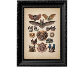 Vintage bat illustration, Ernst Haeckel natural history bats species poster print, hand colored gothic dark wall art, halloween decor 0018c