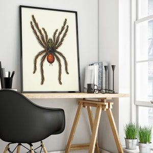 Puede incluir: Una impresi&oacute;n enmarcada en negro de una ilustraci&oacute;n vintage de una ara&ntilde;a marr&oacute;n y verde con un abdomen rojo.