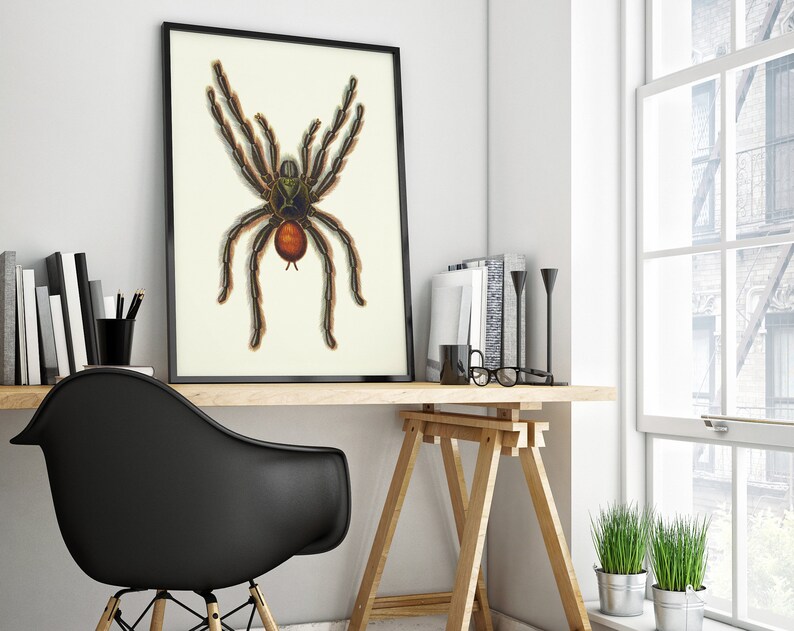 Puede incluir: Una impresi&oacute;n enmarcada en negro de una ilustraci&oacute;n vintage de una ara&ntilde;a marr&oacute;n y verde con un abdomen rojo.