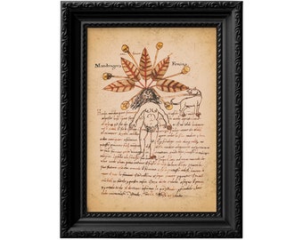 Impression botanique de la Renaissance de la racine de mandragore, décoration occulte et wicca, reproduction de manuscrit italien du XVe siècle 0133