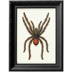 tarantula vintage poster print