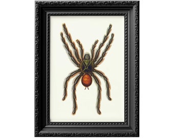 Pinktoe Tarantula vintage spider poster, natural history atlas arachnids illustration, creepy horror art print decor 0037