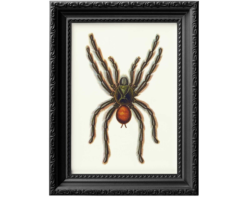 tarantula vintage poster print