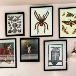 Puede incluir: Una pared de galer&iacute;a con nueve impresiones enmarcadas. Las impresiones presentan varias ilustraciones en blanco y negro de insectos, animales y dibujos anat&oacute;micos. Las impresiones est&aacute;n dispuestas en una cuadr&iacute;cula en una pared blanca.
