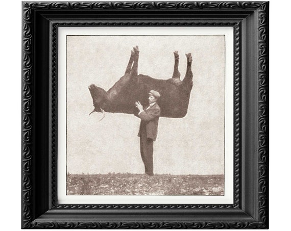 Taxidermy ox, enhanced reproduction taken from a 1909 Richard Kearton's Wild Nature's Ways. Weird stuffed animal home decor poster print 079