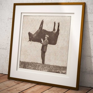 Pode incluir: Uma fotografia vintage em preto e branco de um homem segurando uma vaca de cabe&ccedil;a para baixo.