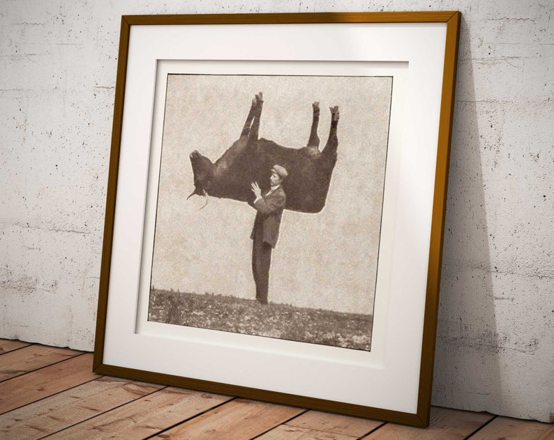 Pode incluir: Uma fotografia vintage em preto e branco de um homem segurando uma vaca de cabe&ccedil;a para baixo.