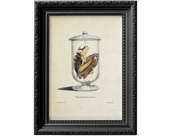 Vampire bat specimen in a jar, vintage gothic and dark academia hanging bat poster, horror decor bat art print 0086