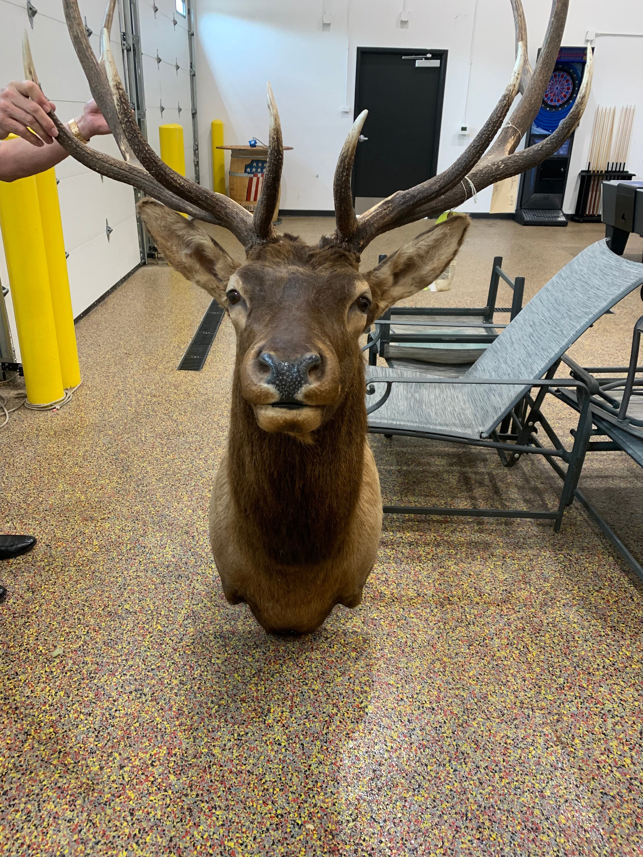 New Mexico Elk Shoulder Mount Etsy