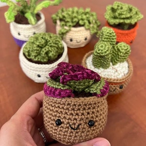 Various Succulent Plants (individually sold)