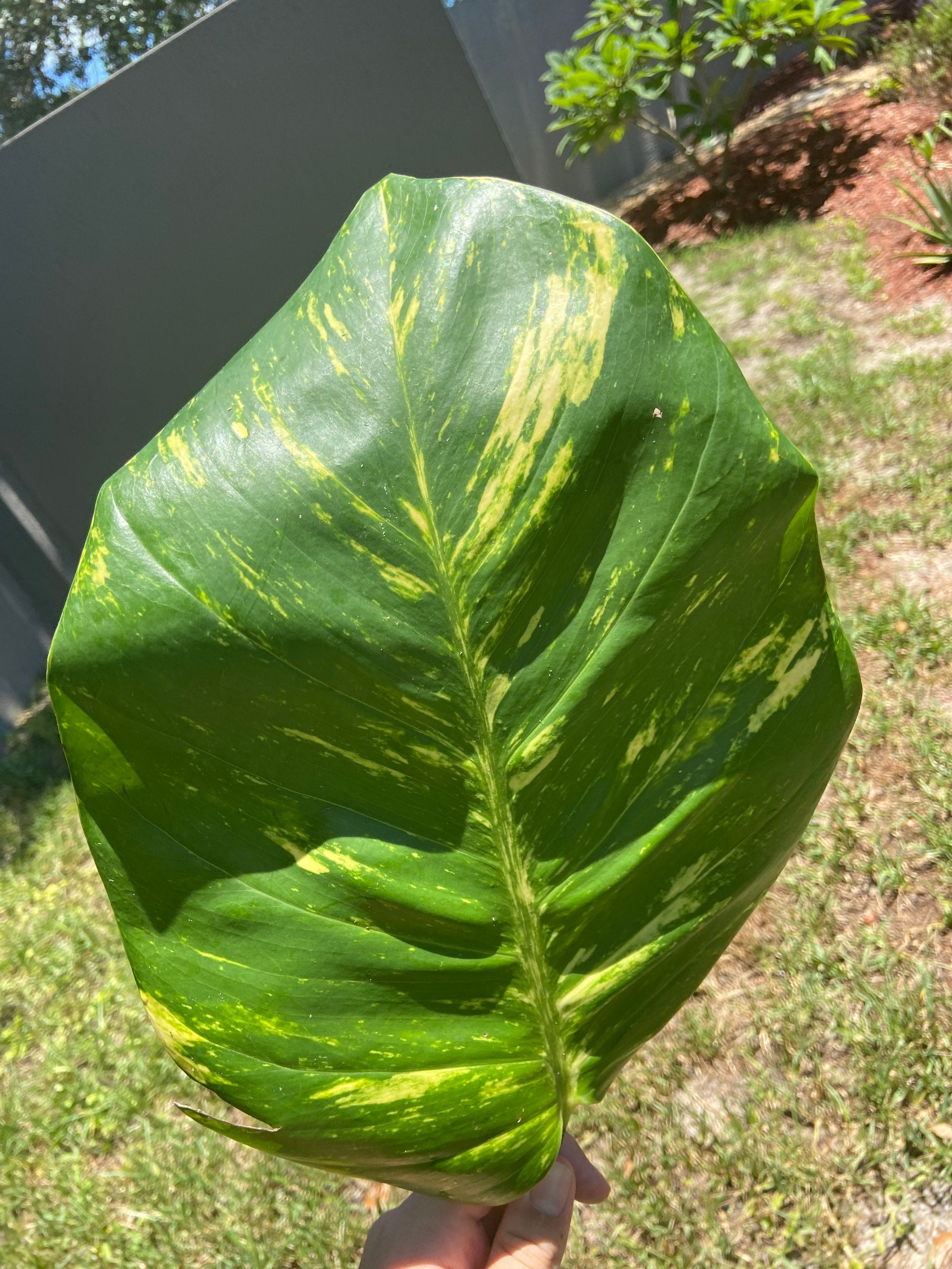 Hawaiian Pothos For Sale