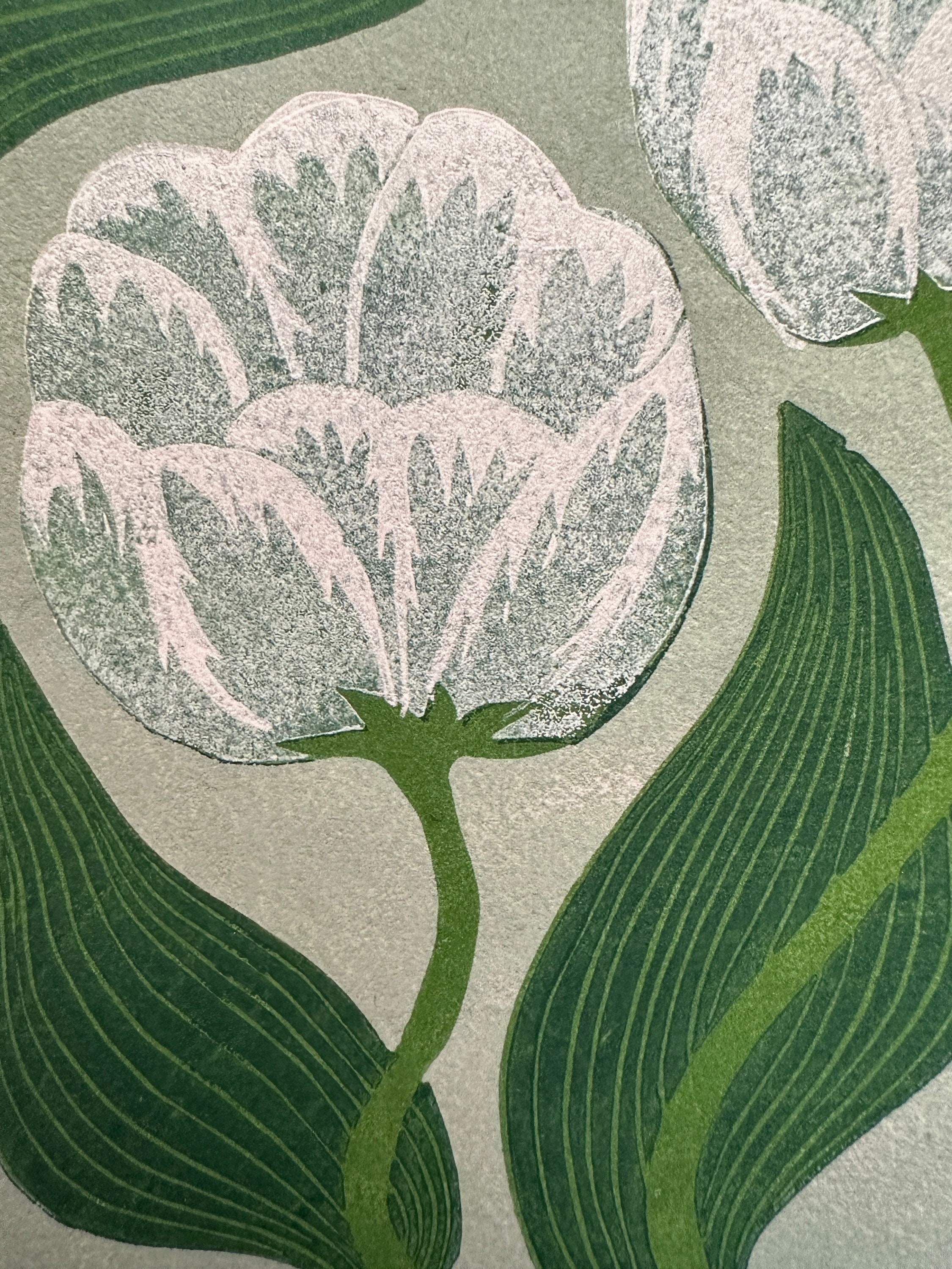 Tulip in White