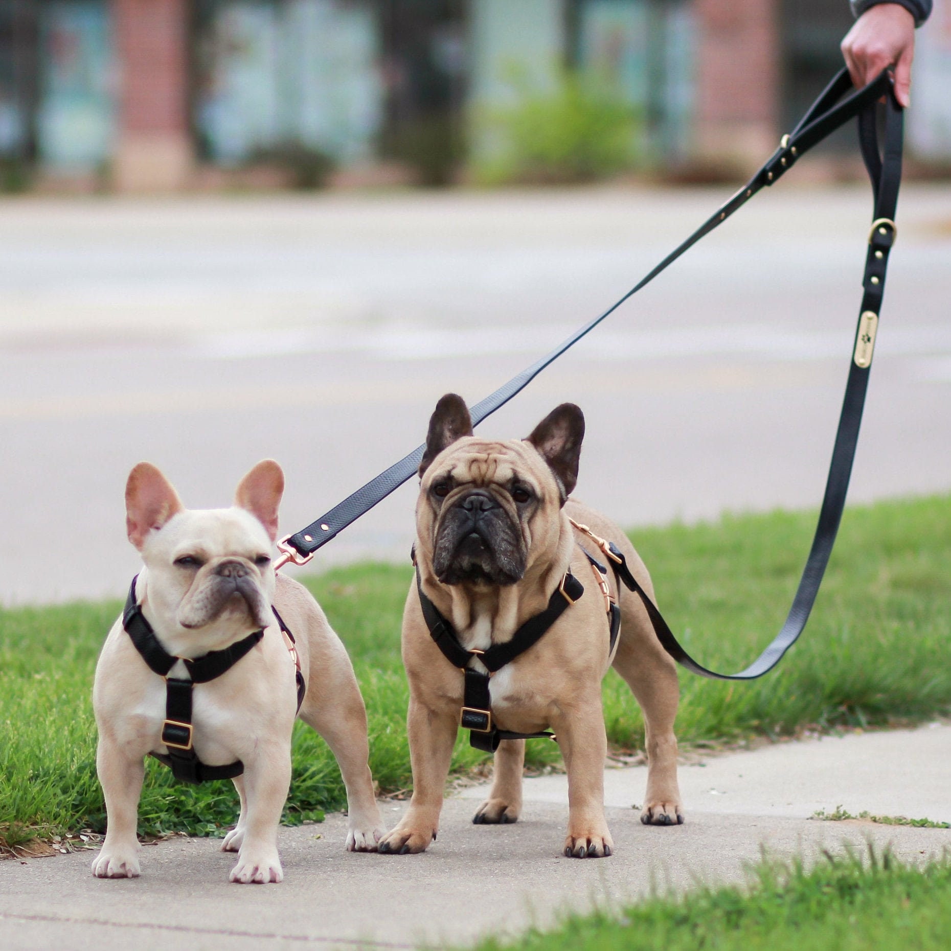 Louis Vuitton Dog Collar and Leash for French Bulldogs Etsy