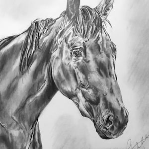 11x14 original pencil drawing of horse