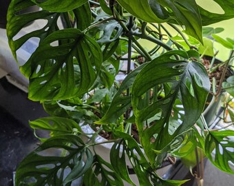 Monstera Adansonii Wide Form | Etsy
