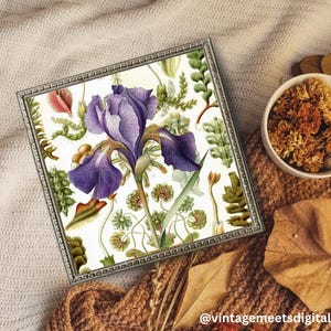 Vintage botanische Wandkunst | Lila Iris & Kräuter Illustration | Antiker Wissenschafts-Natur-Druck. "Poster ""45 x 60 cm"""