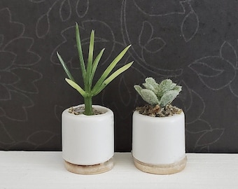 Modern Miniature Succulent Plant